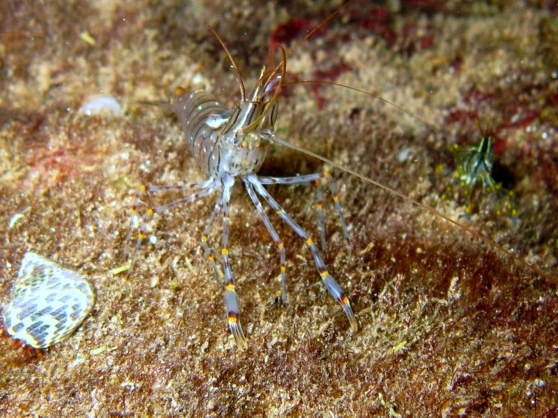 Differenze tra Palaemon serratus e Palaemon elegans